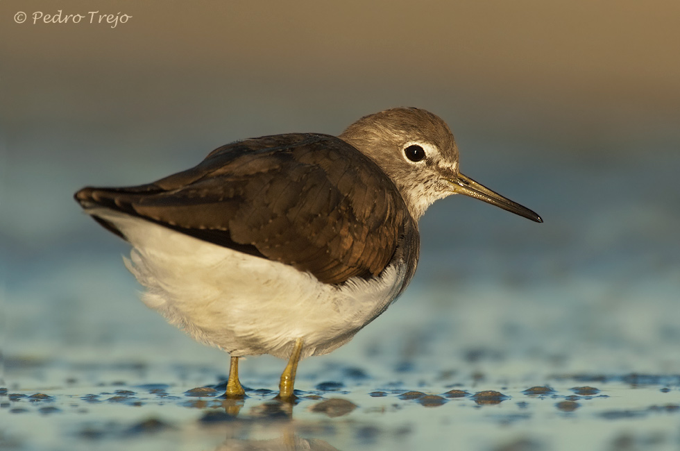 Anadarrios grande (Tringa ochropus)